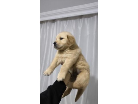 Golden retriever yavrum