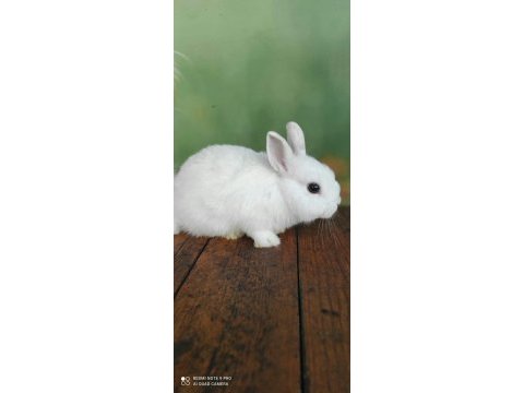 Cüce tavşan
