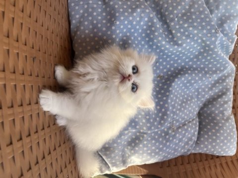 Dişi ve erkek chinchilla bebeklerimiz