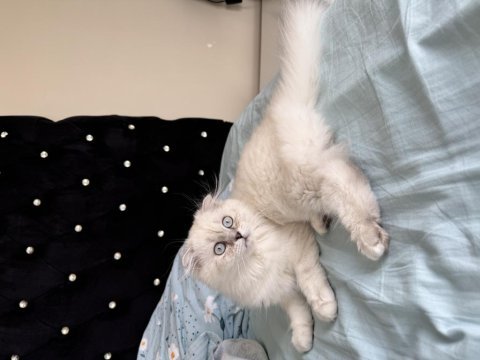 Scottish fold x british longhair