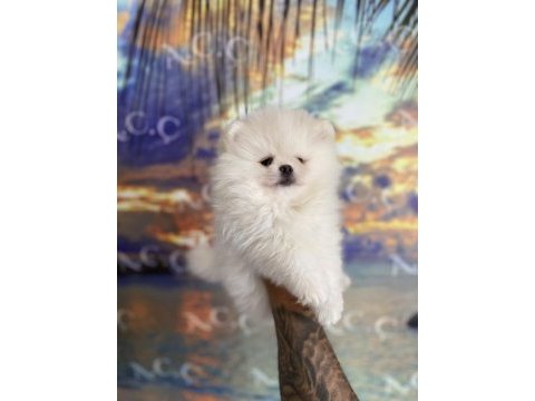 Pomeranian bebekler hazır