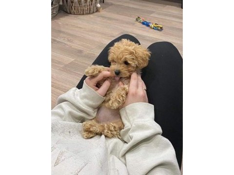 Şirin maltipoo bebişler