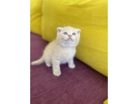 Scottish fold sağlıklı ev kedilerim