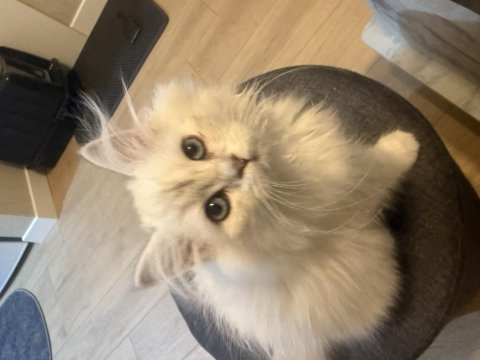 Safkan uysal chinchilla bebeklerimiz yuvaya hazır