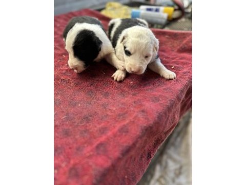 Anne altından border collie bebekler