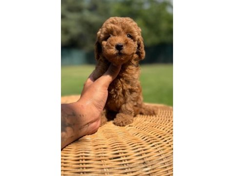 Oyuncu zeki ve sevgi dolu toy poodle