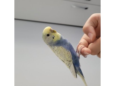 Sahibinden muhabbet kuşu ilgi çekici