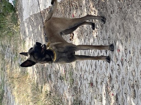 Belçika malinois köpeğimiz