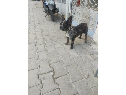 Nadir ırk bulldog merle