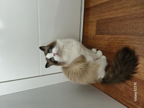 Ragdoll sealbicolor oğlumuzu sahiplendiriyoruz