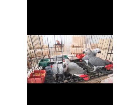 Jako papağanı yavrularımız yeni ailelerine gitmeye hazır