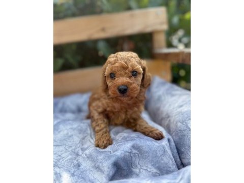 Tatlılığıyla aşık edebilecek minicik bir poodle kalp