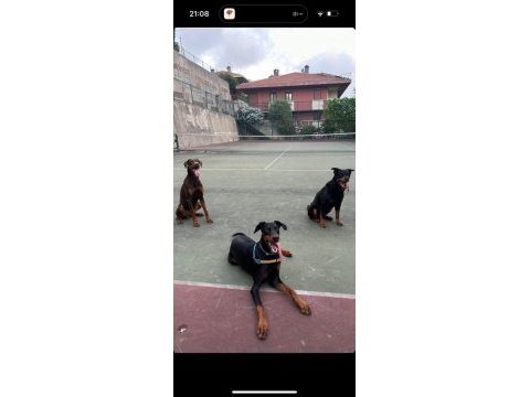İstanbul yeni doğacak safkan doberman yavruları