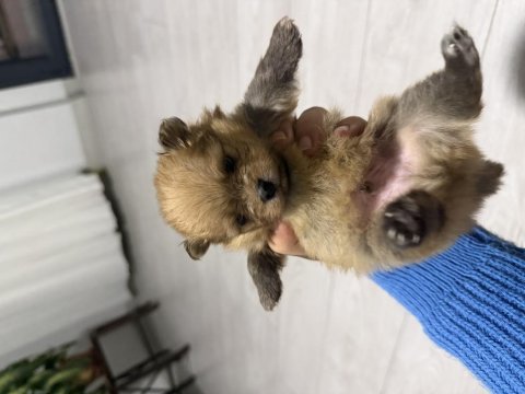 Pomeranian boo erkek yavrularımız 1.5 aylık