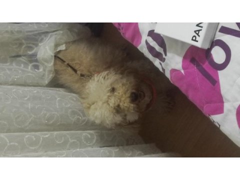 1,5 yaşında saf kan erkek toy poodle