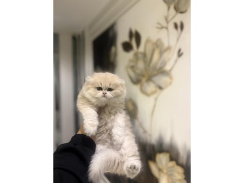 Scrli anne babadan top kafa brıtısh longhaır 