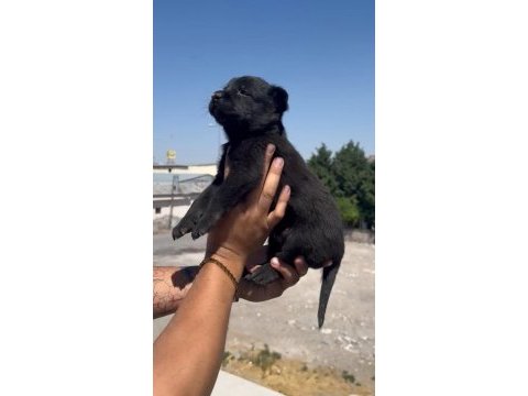 Irk ve sağlık garantili a kalite belçika bebekler