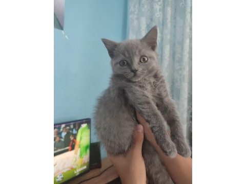 British shorthair yavrularımıza yuva arıyoruz