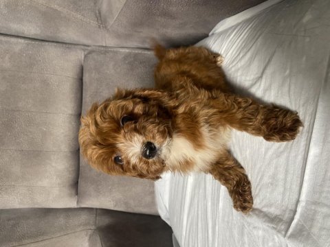 T cup red maltipoo oğlumuz