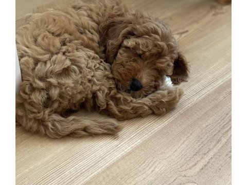Red brown 2 adet poodle safkan