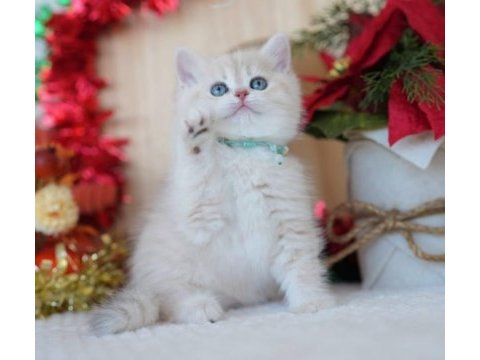 Güneş sarısı ay golden british shorthair 