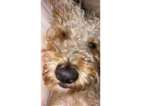 Oğlumuza yuva maltipoo
