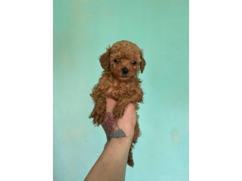 Poodle yavrularımız 40 günlük oldular