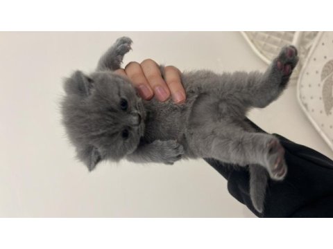 Scottish fold yavrular