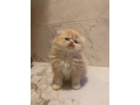Show kalite dişi yavrular scottish fold