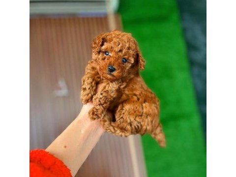 Şeker kadar tatlı poodle