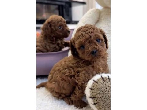 Toy poodle teacup köpeğimiz