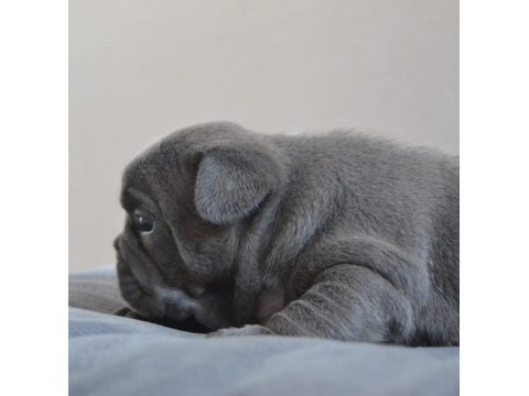 Blue french bulldog yavruları en iyi renk skadası