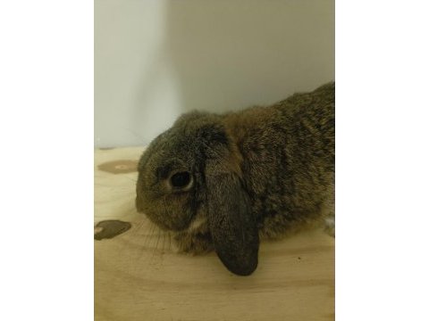 Gebe dişi mini lop tavşan