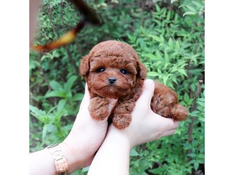 Toy poodle bebeklerim