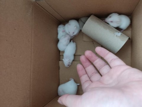 Çok şirin tatlı minik hamsterler