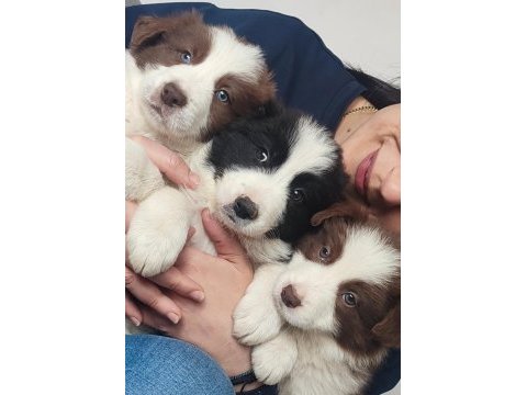 Çok iyi border collie yavruları istanbul