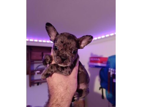 Merle french bulldog