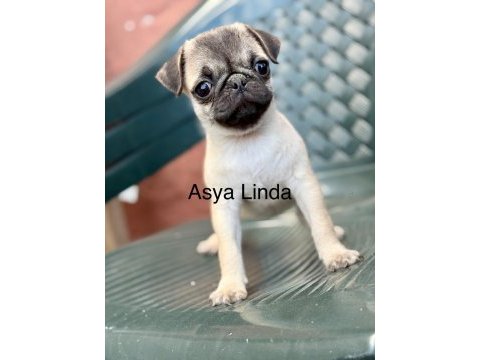 Dişi pug mops yavrumuz