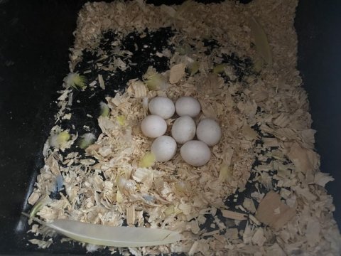 Takım muhabbet kuşu yumurtalı (uygun fiyat)
