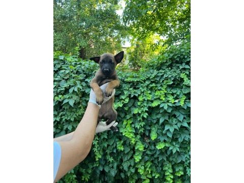 A şecereli malinois yavrular