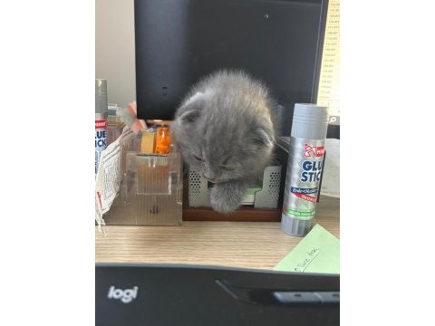 Scottish fold yavrumuza yeni yuva arıyoruz