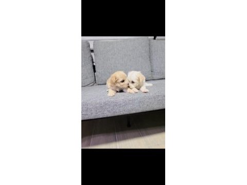 Maltipoo miniklerim