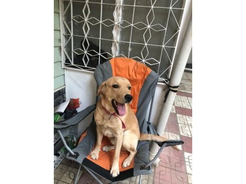 Labrador köpeği erkek