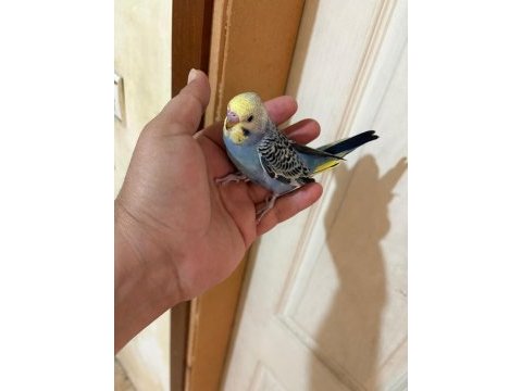 43 günlük erkek bebek muhabbet kuşu