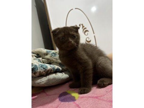 3 aylık erkek scottish fold