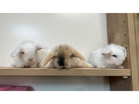 Hollanda lop tavşanı bebekler