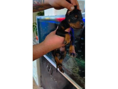 Irk ve sağlık garantili doberman yavrular