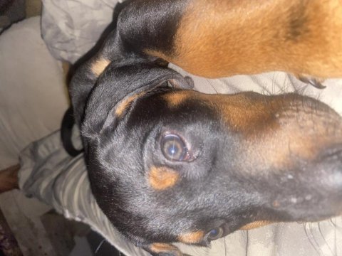 Aşıları tam yavru doberman