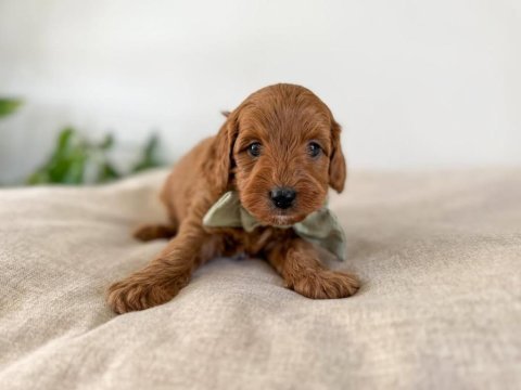 Safkan oyuncak bebeğim toy poodle 