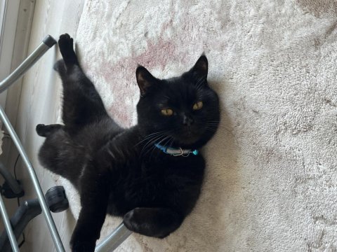 British shorthair çok sakin